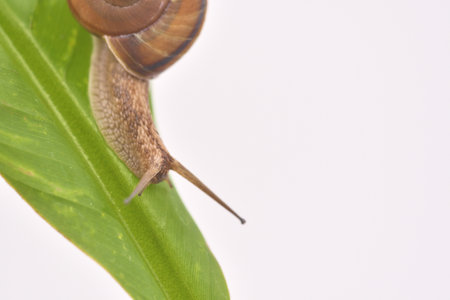 A snail walking on a banana leaf.の写真素材