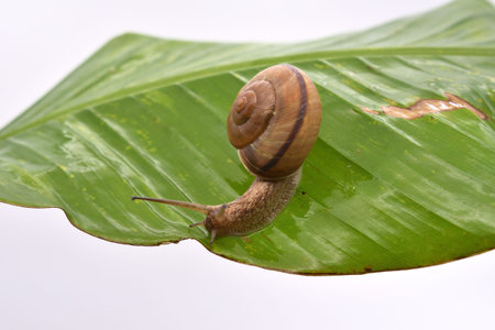 A snail walking on a banana leaf.の写真素材