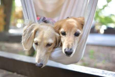 Dogs who are friends in a hammock.