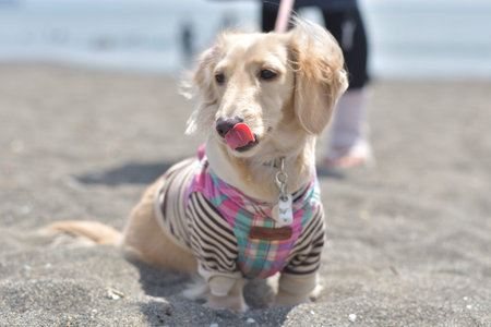 A dog walking on the beach.