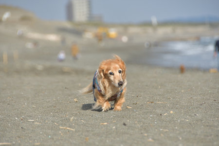 A dog walking on the beach.の写真素材