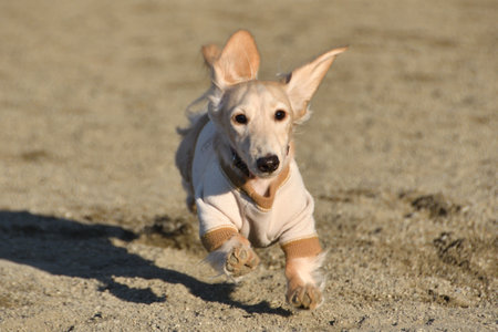 A dog running around the dog run.の写真素材