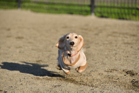 A dog running around the dog run.の写真素材