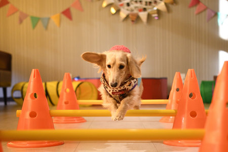 A dog that jumps over hurdles with agility.