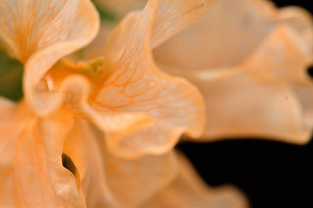 Close-up photo of orange sweet pea flowers (black background).の写真素材