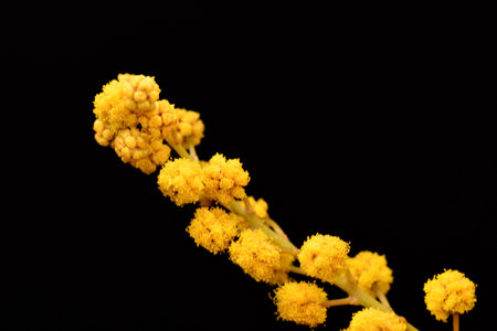 Close-up photo of mimosa flowers.の写真素材