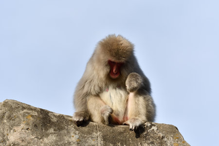 A Japanese macaque on top of a mountain.の写真素材