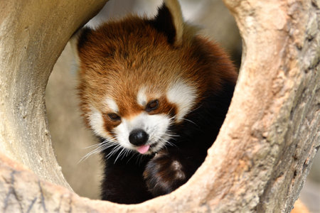 A red panda sticking its face out of its hole.の写真素材