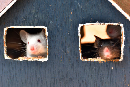 A mouse sticking its head out of the window of a small house.の写真素材