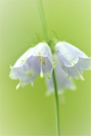 A close-up photo of a snowflake flower.の写真素材