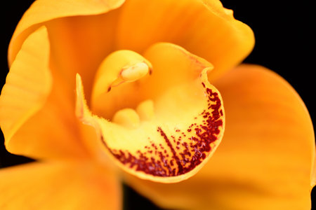 A close-up photo of a single yellow orchid flower.の写真素材