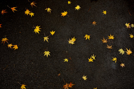 autumn leaves on the ground