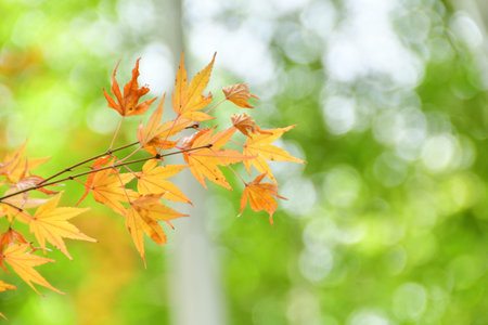 colored leaves