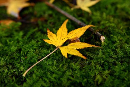 Autumn leaves falling on the moss