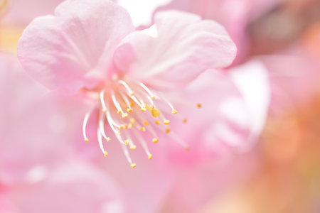 cherry blossoms in full bloomの写真素材