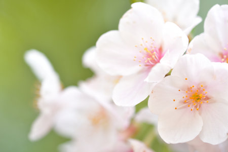 cherry blossoms in full bloomの写真素材