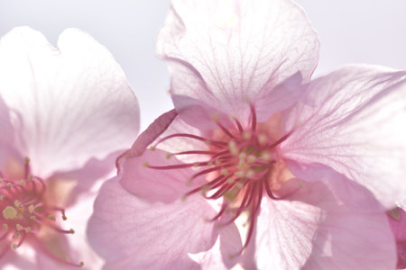 cherry blossoms in full bloomの写真素材