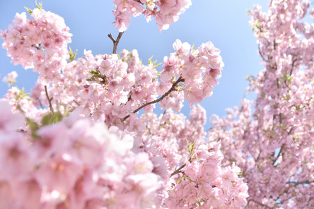 cherry blossoms in full bloomの写真素材