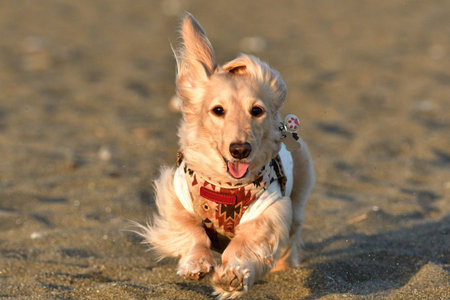 A dog running on the sandy beach.の写真素材