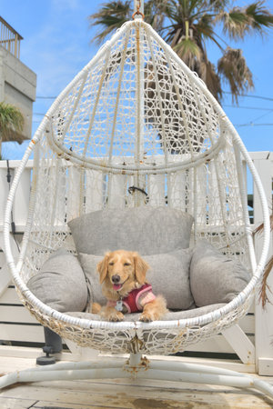Dog relaxing in a hanging chair.の写真素材