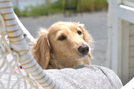 Dog relaxing in a hanging chair.の写真素材