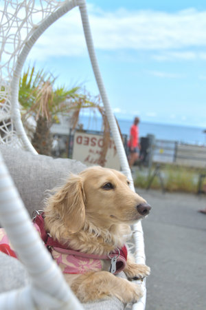 Dog relaxing in a hanging chair.の写真素材