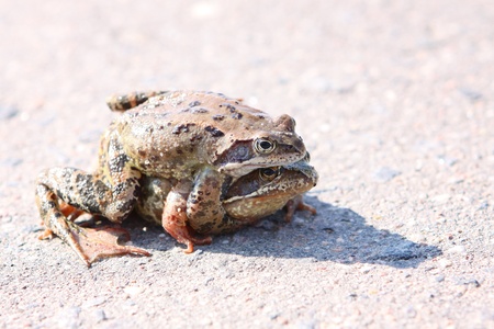 two frogs embraced on the road on a sunny dayの写真素材