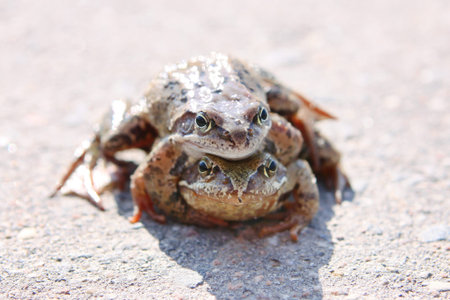 frogs mate on the pavement on a sunny dayの写真素材