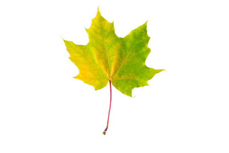 yellow fallen autumn leaf isolated on a white backgroundの写真素材