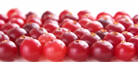 ripe red cranberry, laid in neat rowsの写真素材