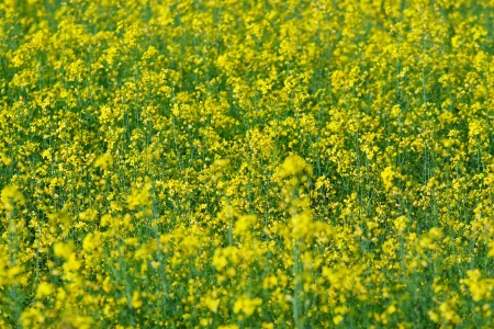 Natural background: blooming yellow canola on a sunny dayの写真素材