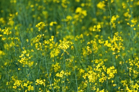 Natural background: blooming yellow canola in summer dayの写真素材