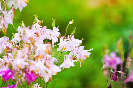 Pink delicate flower meadow, close-up, summer dayの写真素材