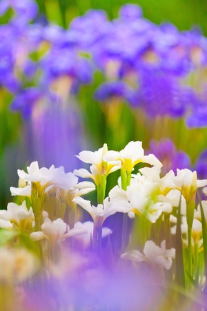 the lush thickets of fresh blooming white and purple irisesの写真素材