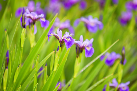 purple iris in drops of water after a rain on the flowerbed