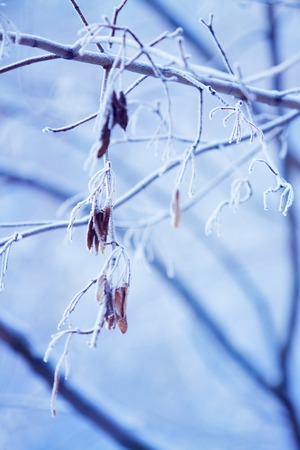 branch of maple tree covered with frost, winterの写真素材