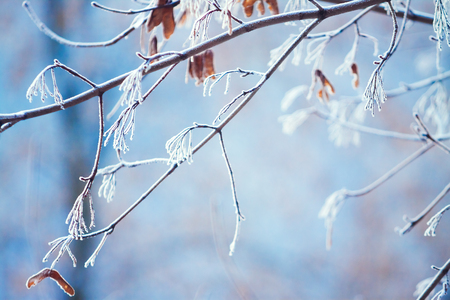 tree branches covered with frost in winterの写真素材