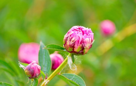 buds varietal peonies in bloom, summer dayの写真素材