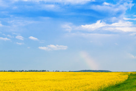 Rainbow over fields of blooming rapeseedの写真素材