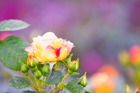 high-quality roses in a garden on a summer dayの写真素材