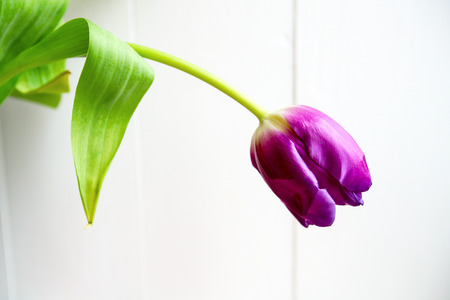 Bouquet of purple tulips. Purple tulips on the whiteの写真素材