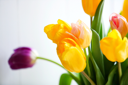 spring fresh bouquet of colorful beautiful tulipsの写真素材
