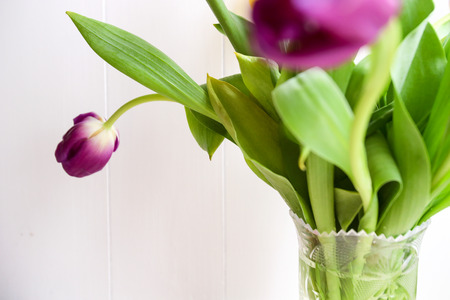 Bouquet of fresh purple tulips. Purple tulips on the whiteの写真素材