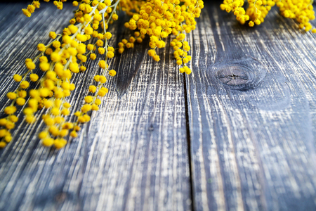 Bunch of mimosa, on black wood, flat layの写真素材