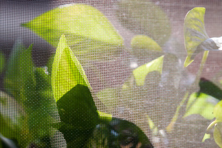 leaves of houseplant scandapsus on the windowsill, view through the glass and mosquito nets on the...