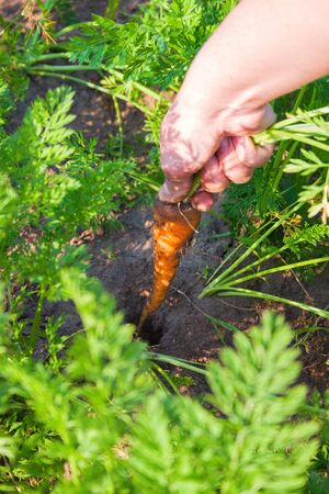 woman farmer pulls orange ripe carrots out of the ground, harvesting crops on a farmの写真素材