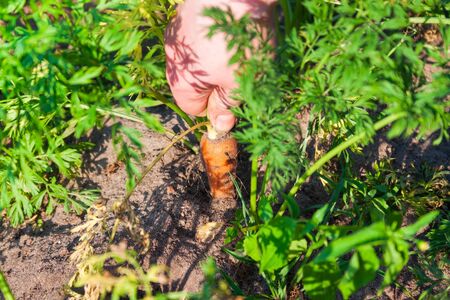 Farmer's hand tears carrots from the garden. Organic farm food, vegetablesの写真素材