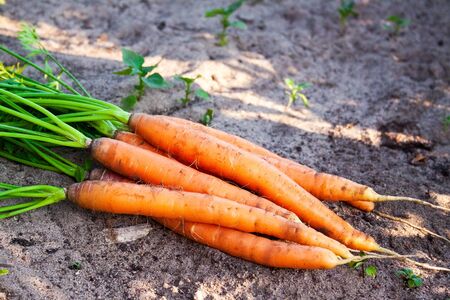 Several ripe carrots lie on the ground. Organic farm food, vegetablesの写真素材