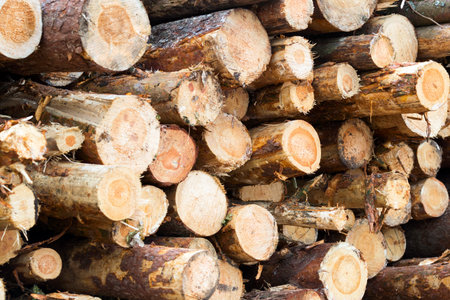 Harvesting timber at logging. Stacked in piles sawn timber close-up