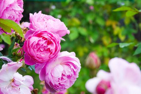 Beautiful close-up of pink rose on green background.の写真素材